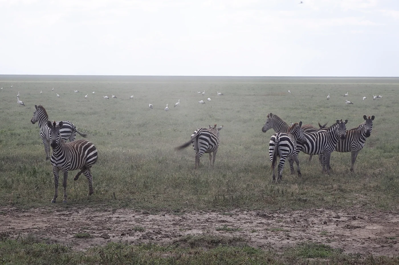 Zebras during a 8 day safari in Ndutu