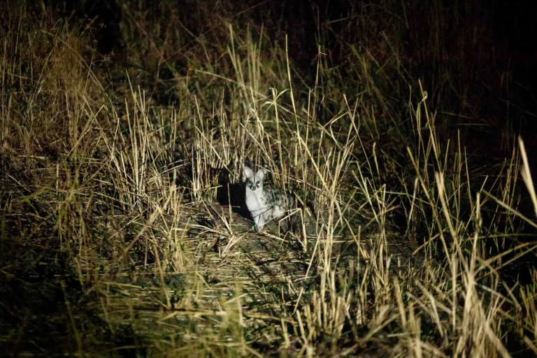 Nacht safari in Tarangire, Tansania