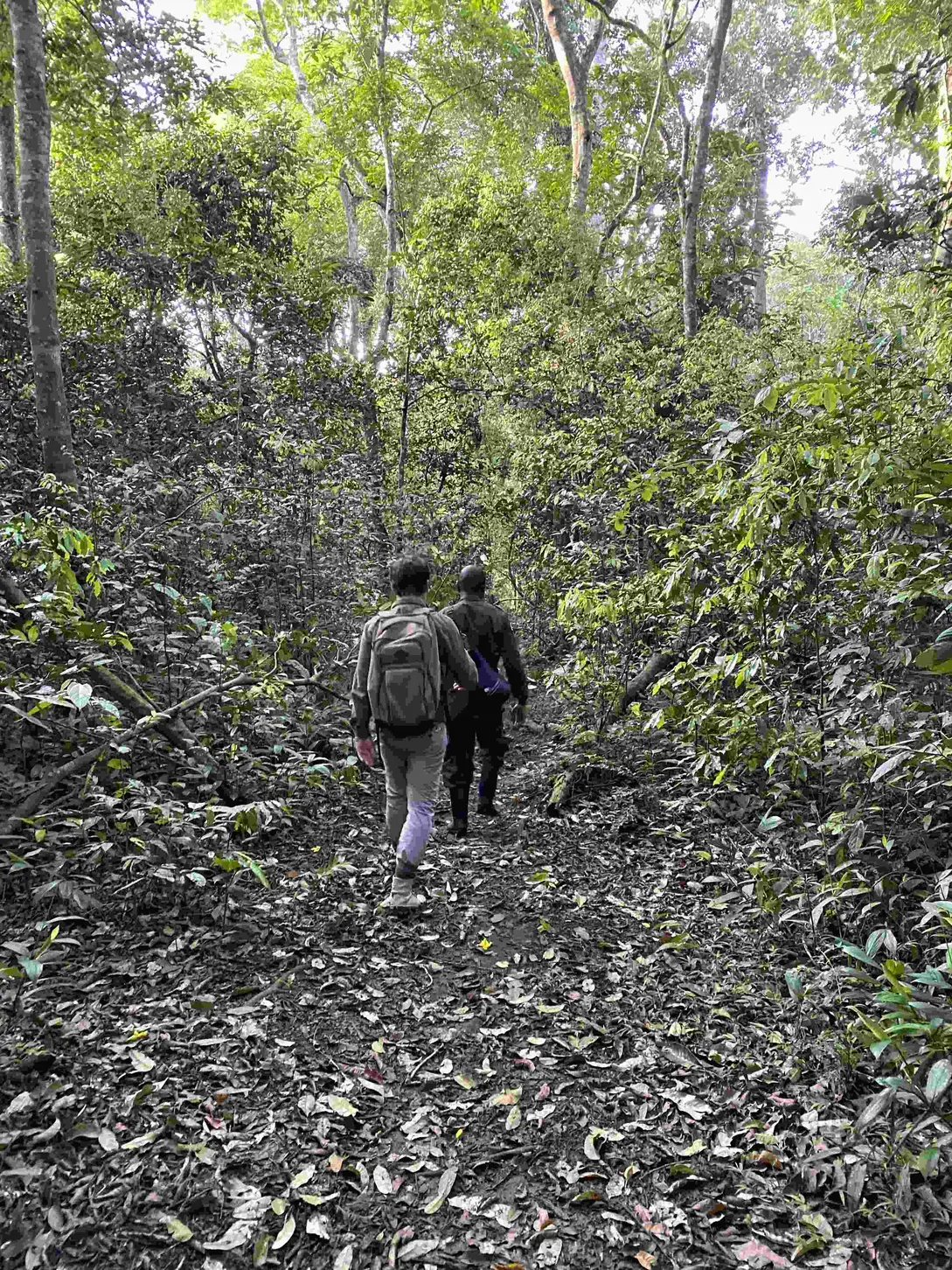 walking safari through the forest