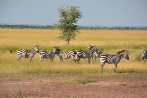 Kusini Plains in Southern Serengeti