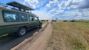 Wildebeests running while crossing the road in Serengeti