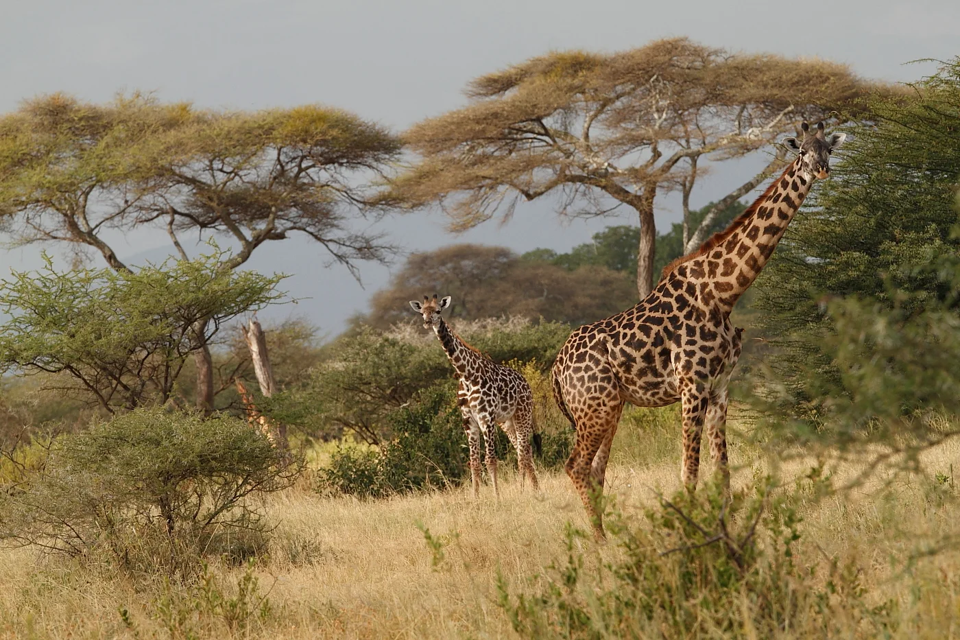 Giraffes feeding near Burunge Widlife Management Area
