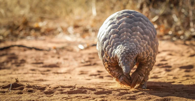 Afrikanisches Pangolin