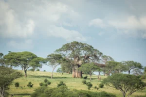 Baobab Trees as seen during the green season in Tarangire