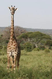 Giraffe in Tarangire's Tanzania top destination