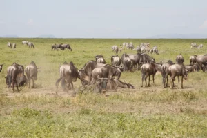Great migration in Southern Serengeti's Ndutu