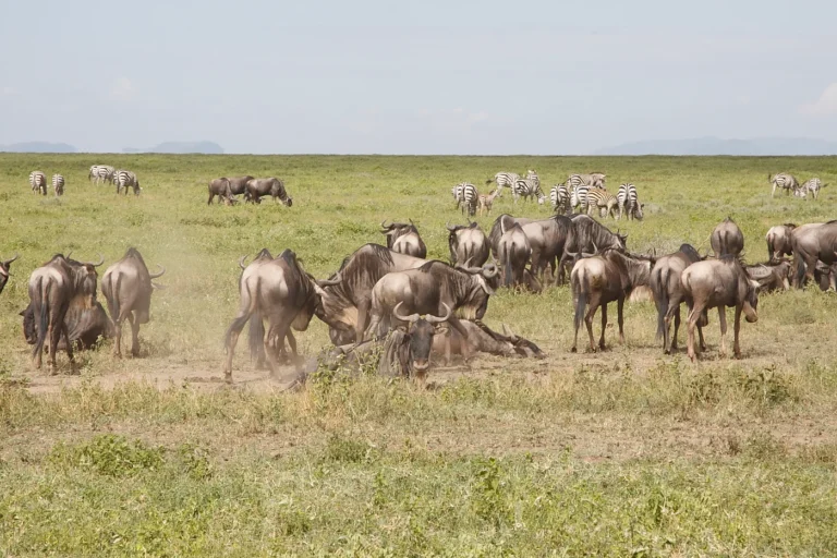 Große Migration in der südlichen Serengeti, Ndutu