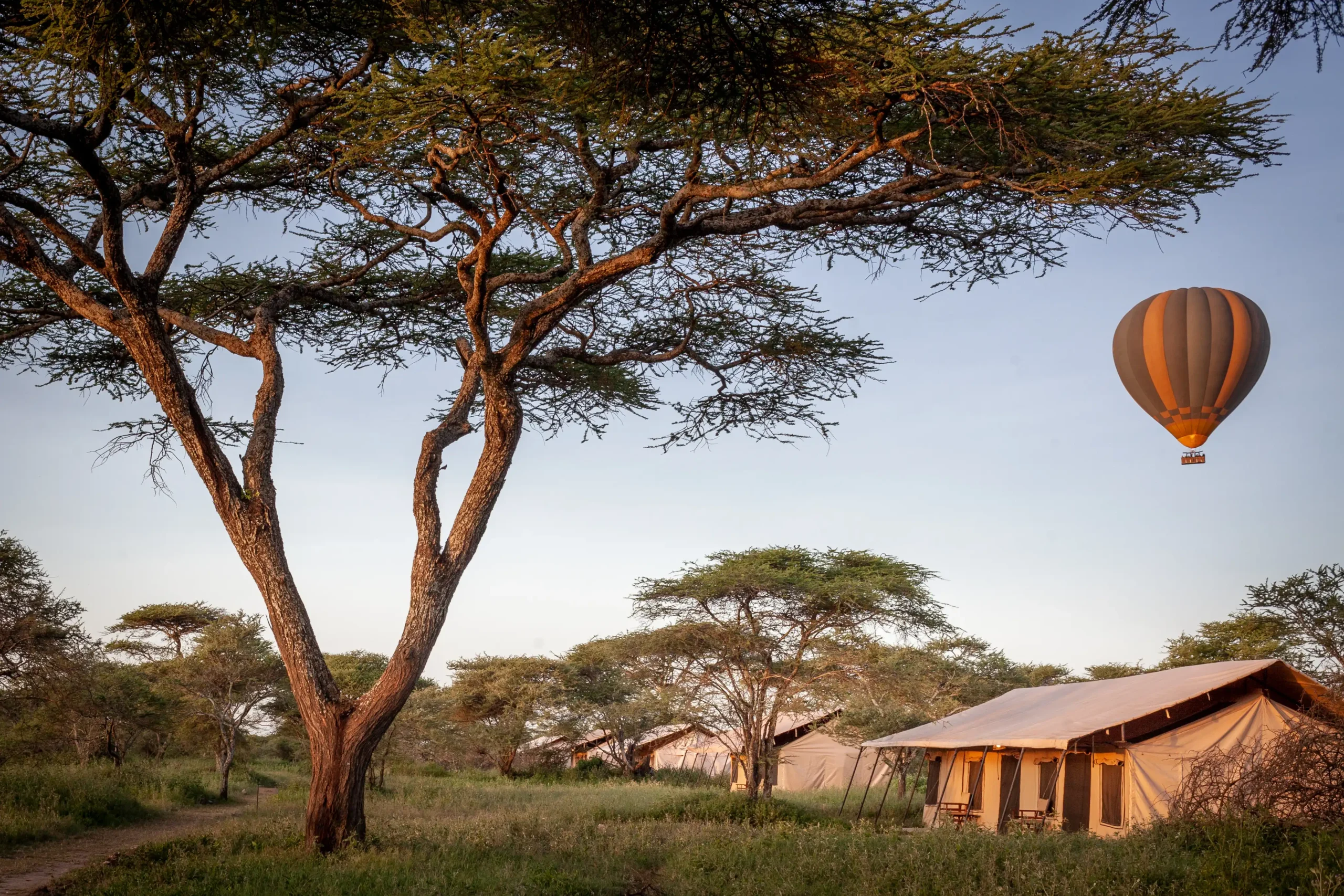 Hot air balloon above the acacias and the camp