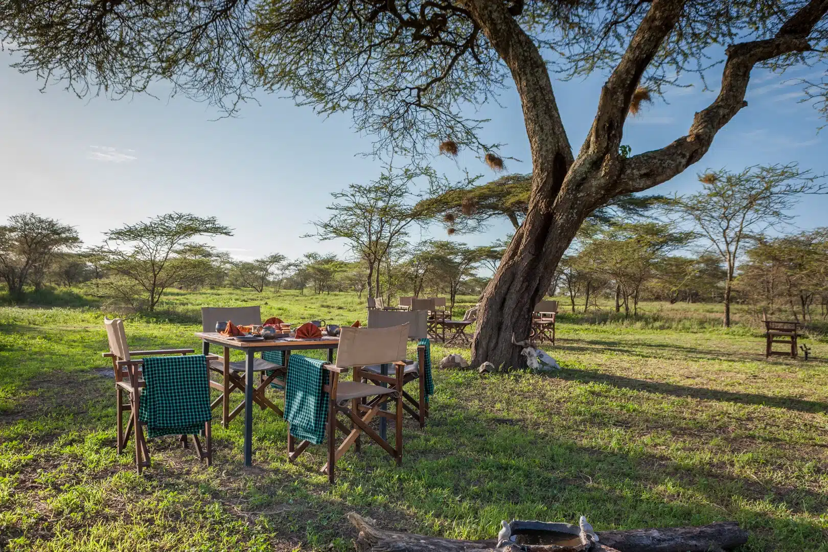 Safari chairs and a table under a large acacia at Gnu Ndutu Camp