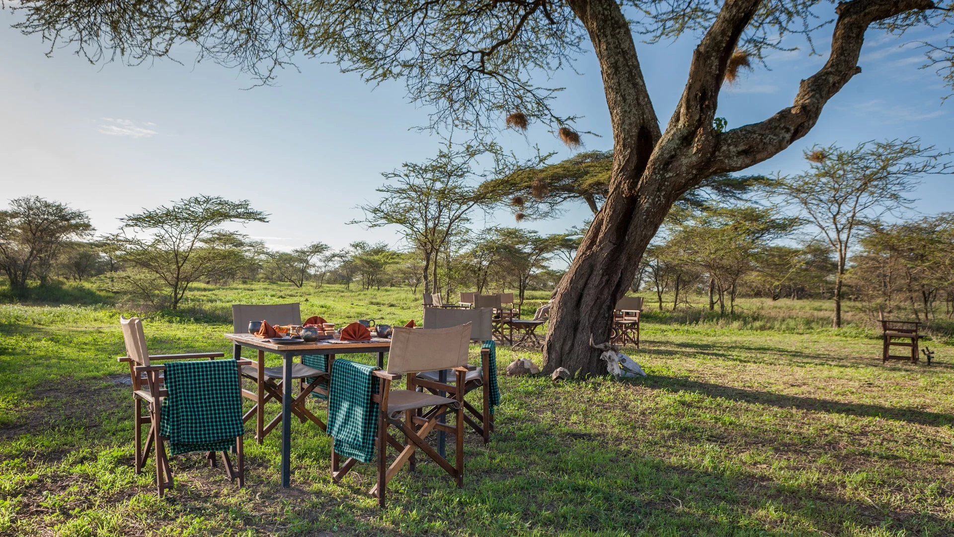 A dining table and safari chairs set under an acacia tree at Gnu Ndutu Camp