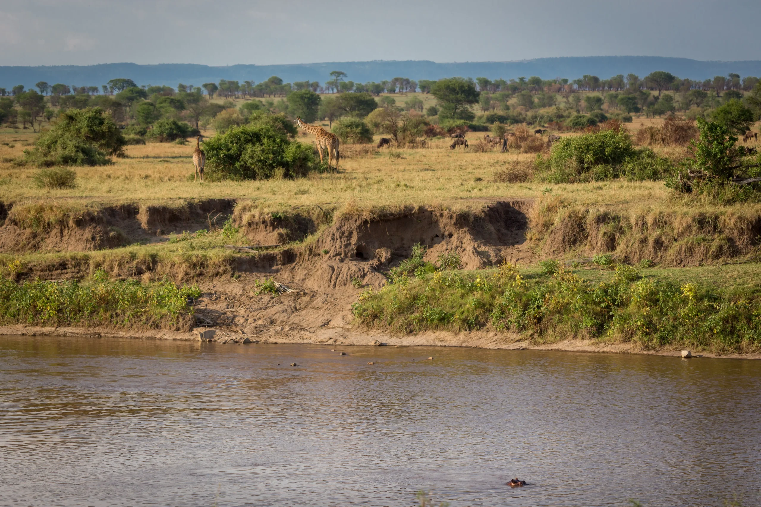 Wildebeest gathered along a riverbank above the water