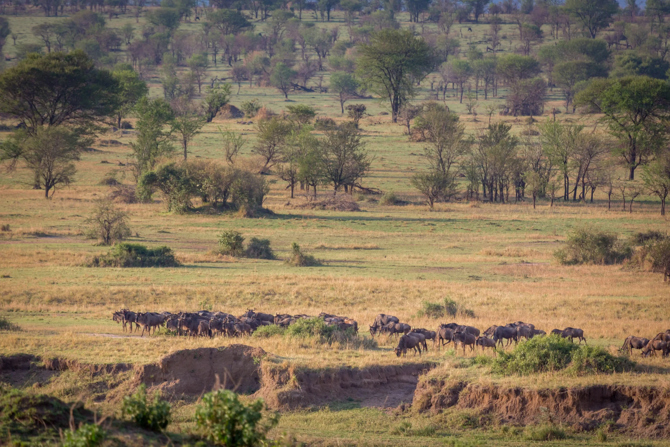 Wildebeest herd moving through wooded northern Serengeti grassland