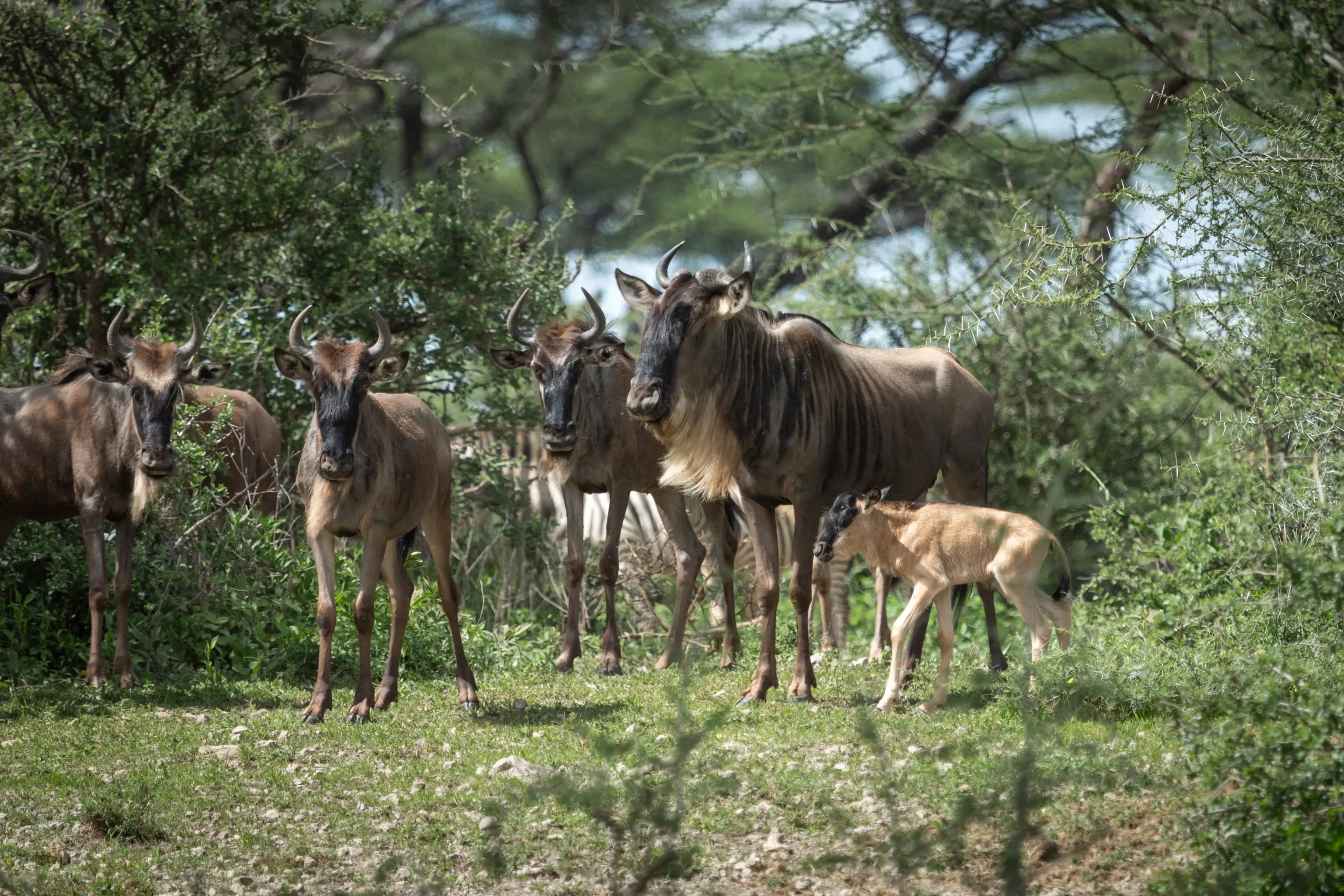 Wildebeest with a newborn calf in green bush