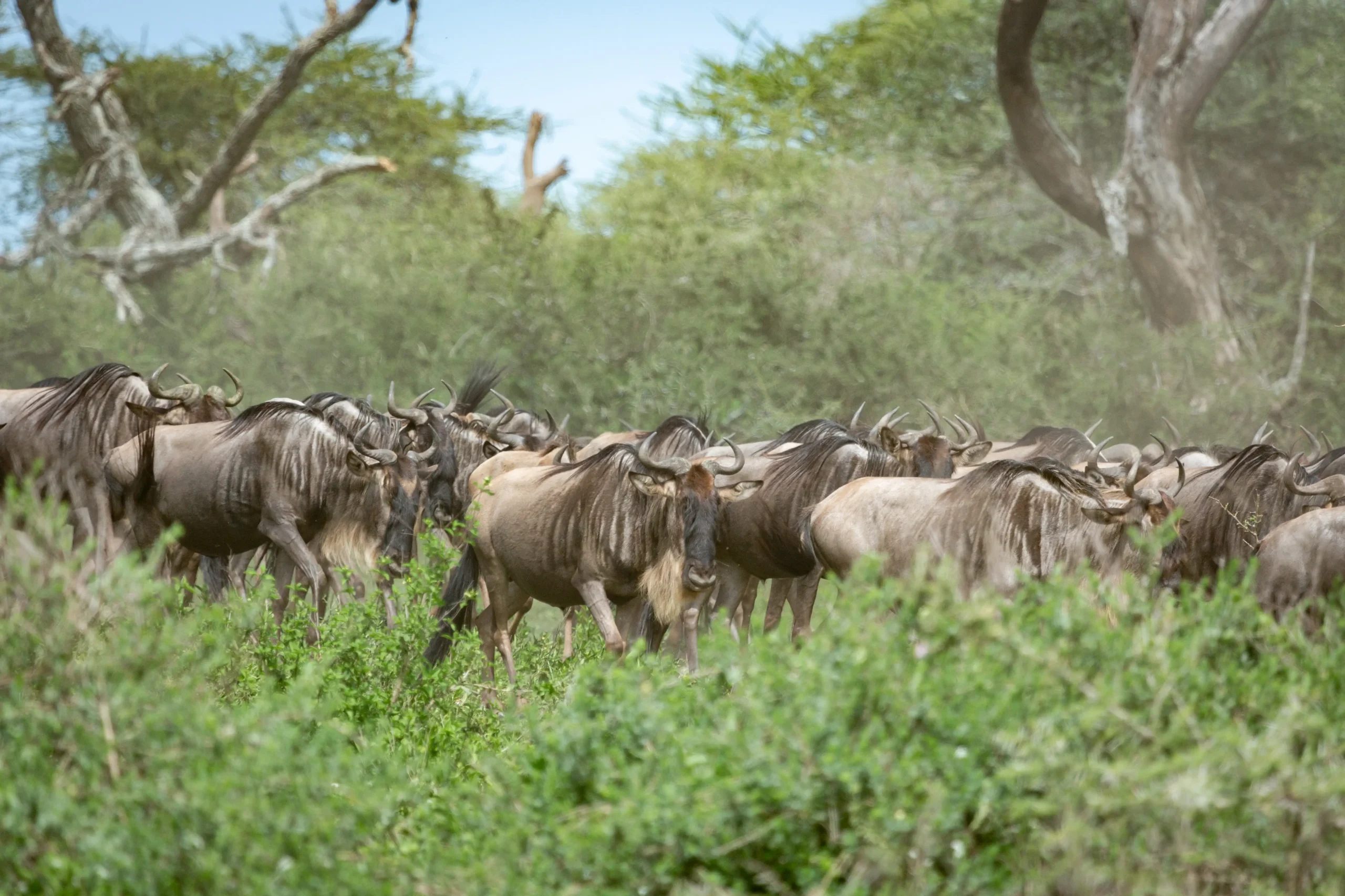 Wildebeest herd standing in tall green grass