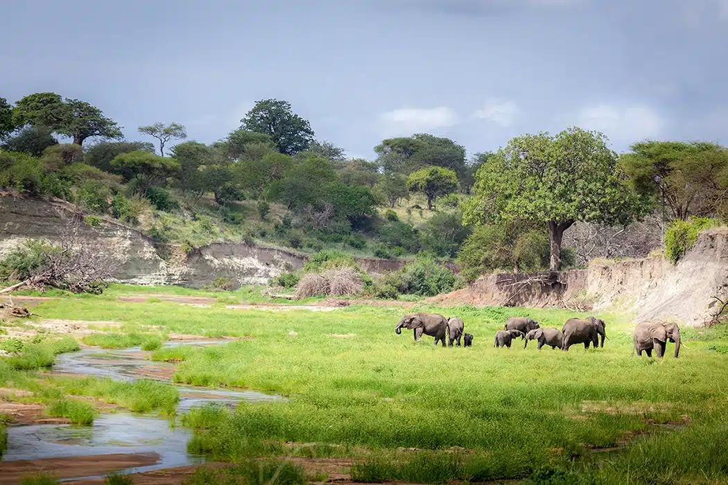 Guests photographing wildlife with long lenses from the roof of a safari vehicle