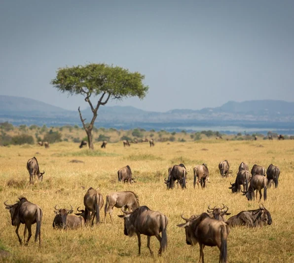 A large herd of wildebeests grazing and resting in the golden grasslands of the savannah under a lone acacia tree during a luxury serengeti safari experience.