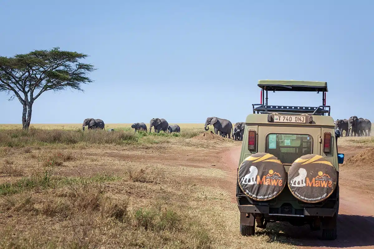A Mawe Lodges vehicle stopped beside a herd of elephants on a game drive
