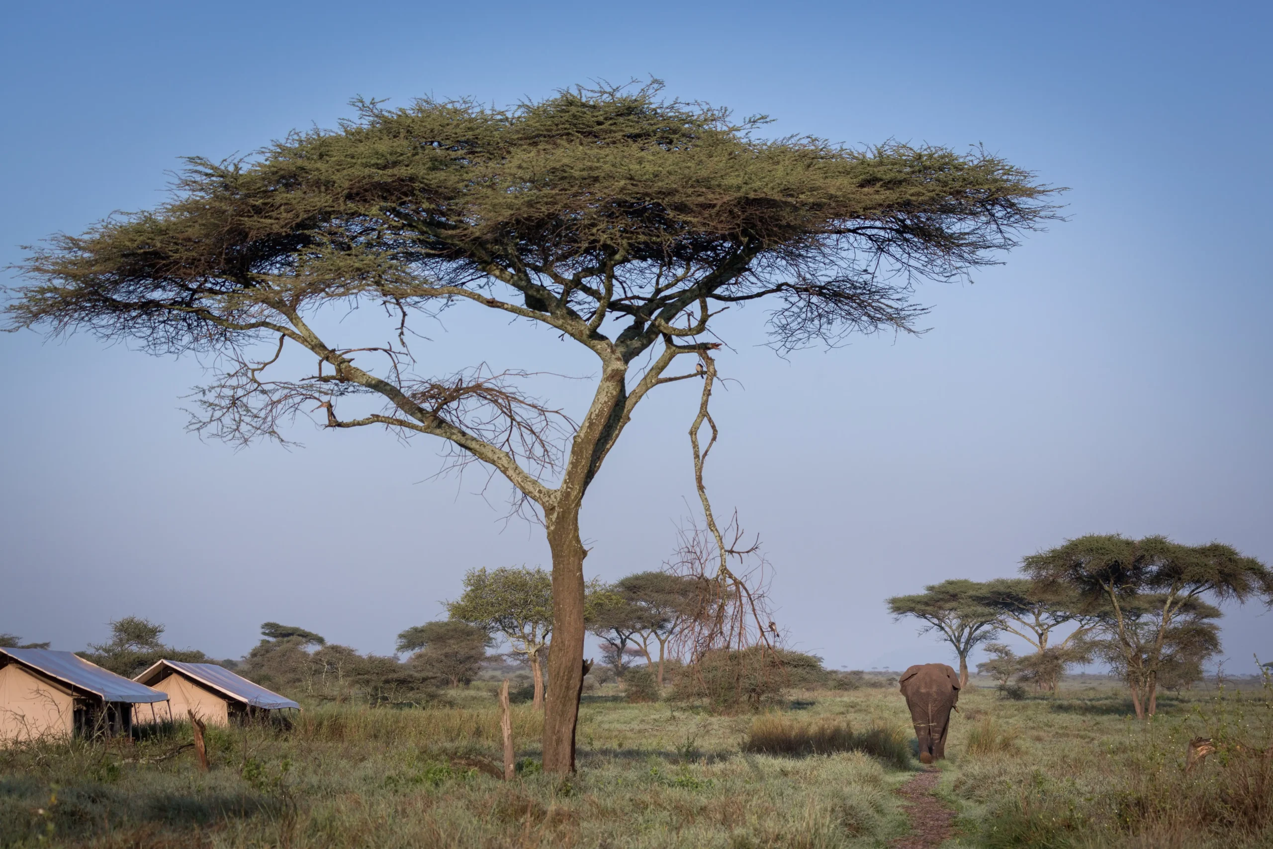 Acacia trees on the green plains