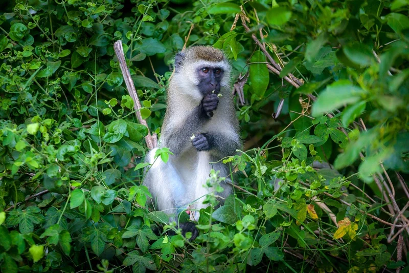 A vervet monkey feeding in thick green bush near Karatu during the green season