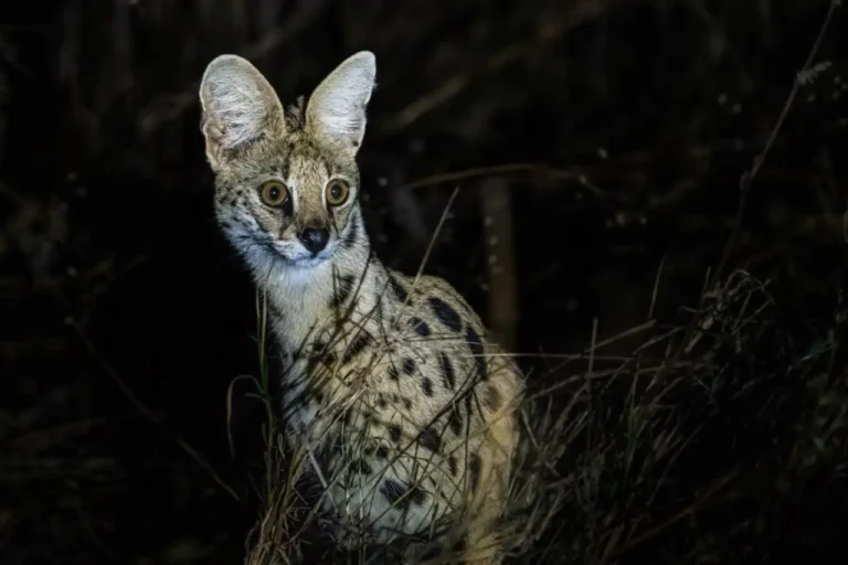 night game drive in tarangire