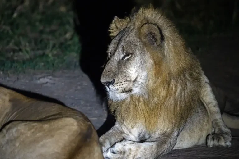 A male lion with a large mane resting on the ground at night, illuminated by a spotlight during a night game drive in tarangire.