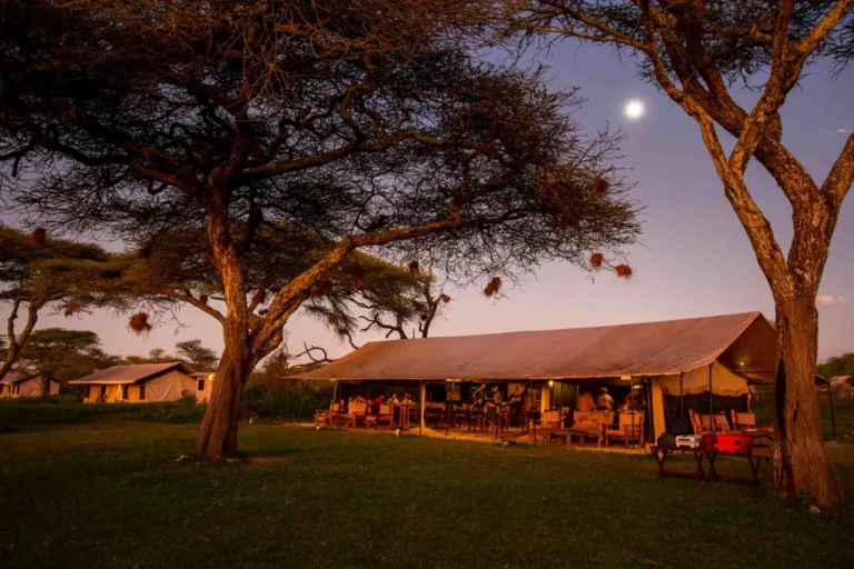 A tent set in a grassy field with trees and a bright full moon, showcasing Gnu Ndutu Camp in the Southern Serengeti.