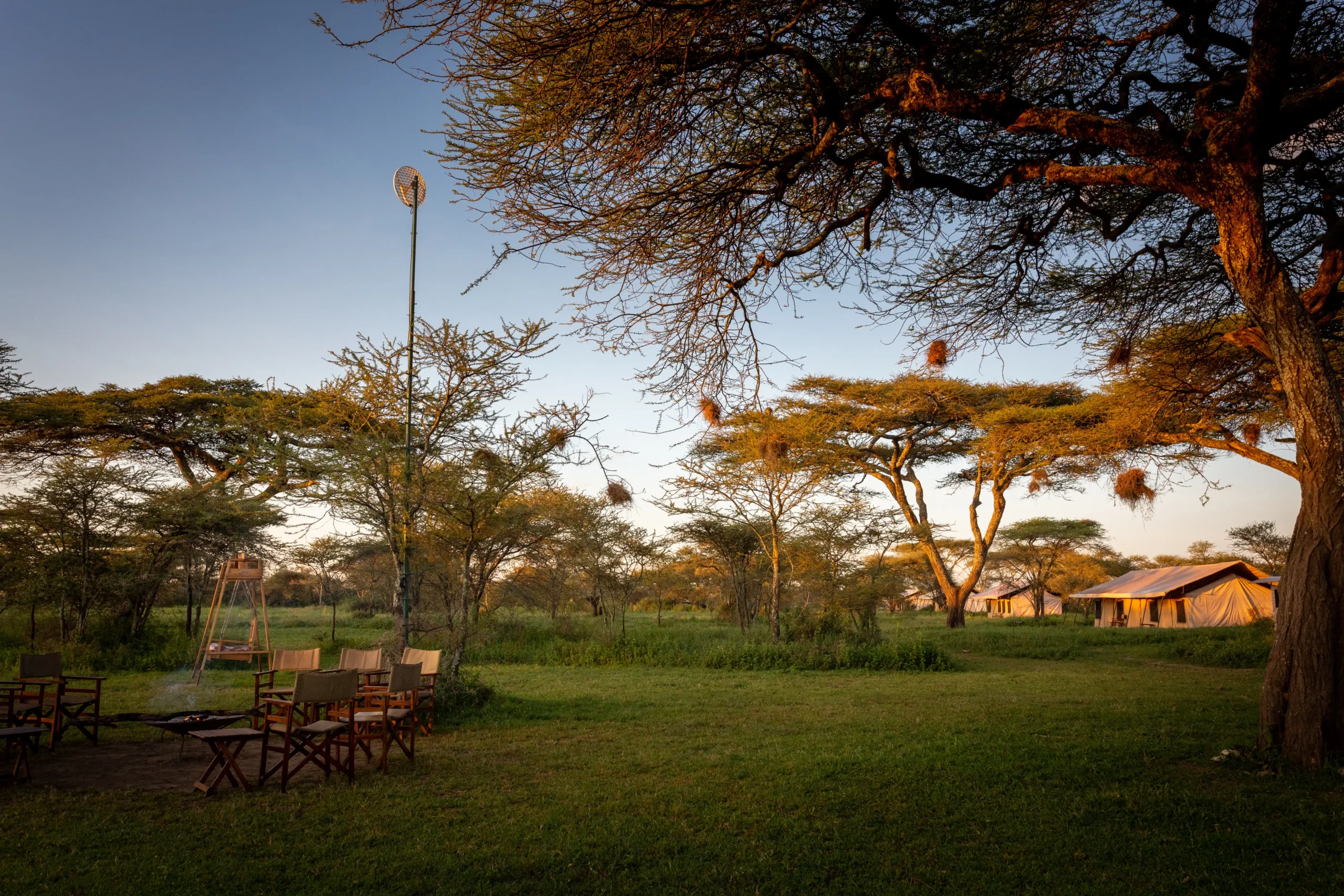 Camp tents among green trees