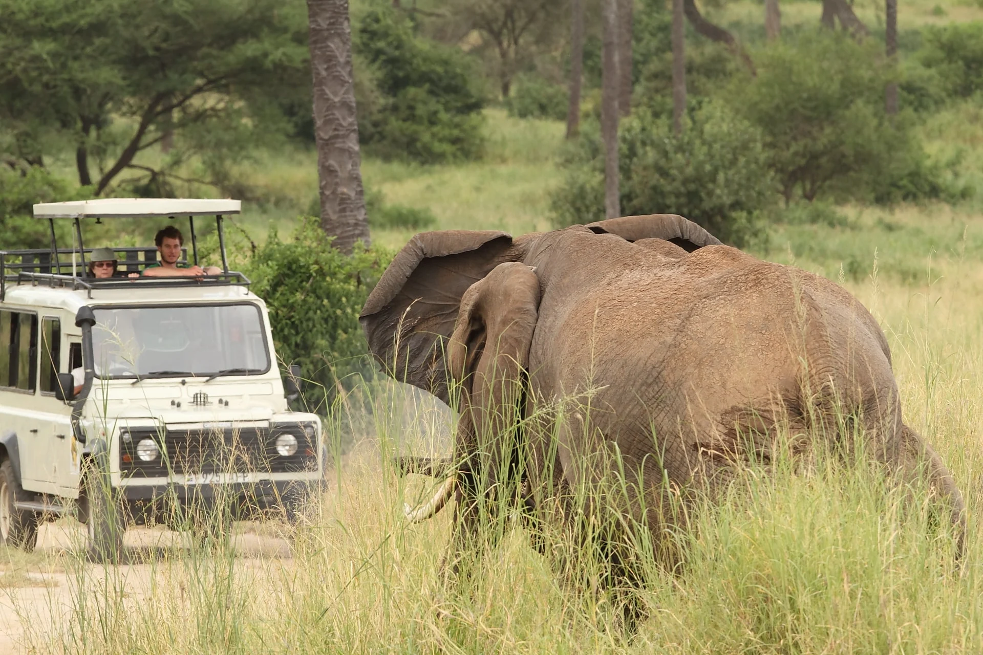 Guests in a safari vehicle watching an elephant in Tarangire National Park