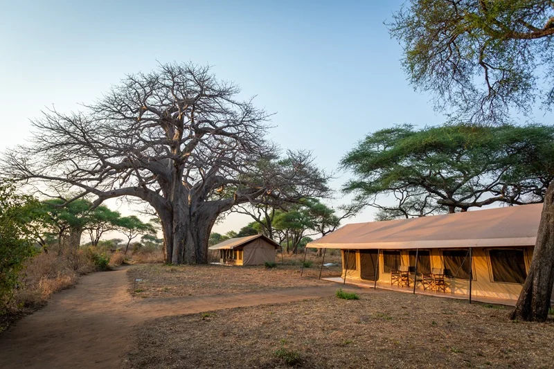 Safari tents beneath a baobab at Baobab Tented Camp in Tarangire