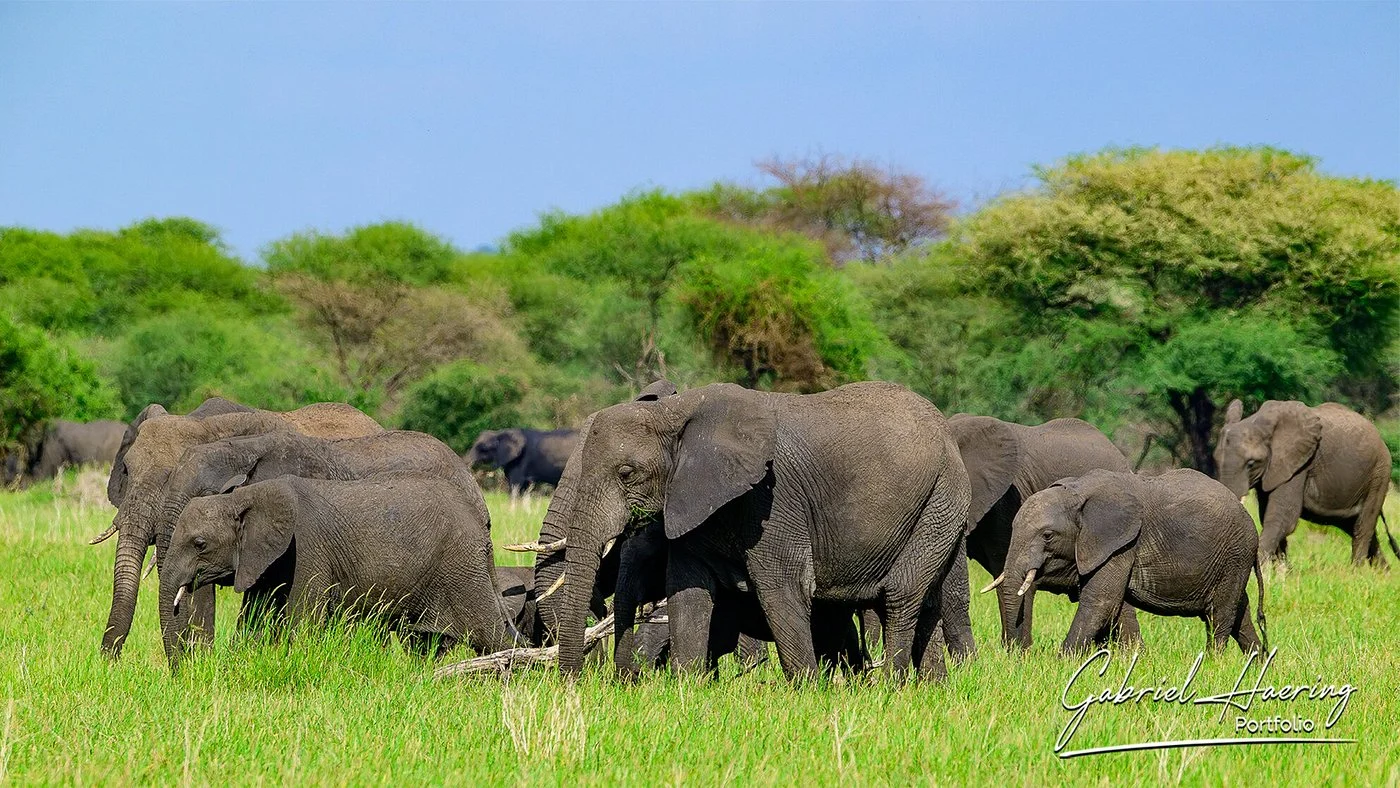 A herd of elephants with calves feeding in the long grass
