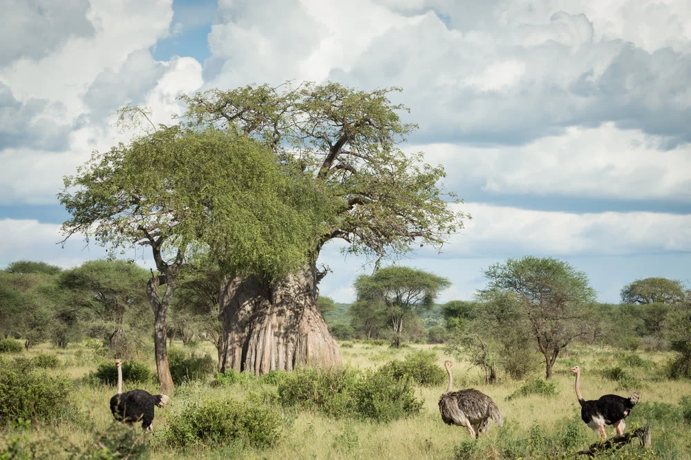 A baobab tree standing over the bush in Tarangire National Park