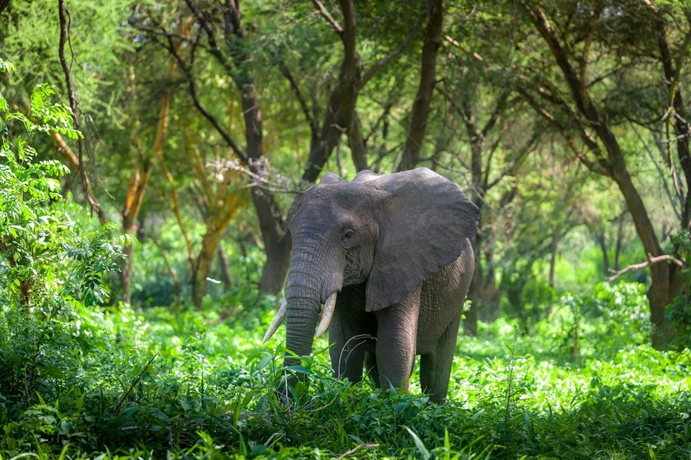 An elephant feeding in green acacia woodland below the Karatu escarpment in the green season