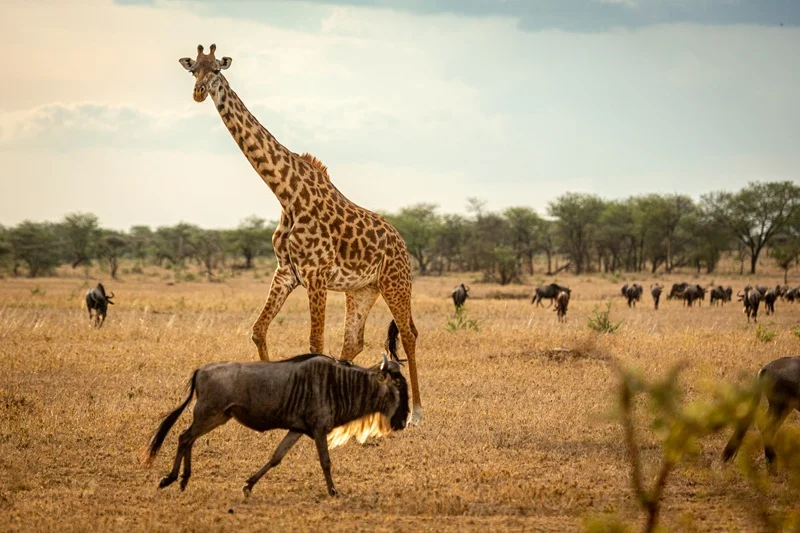 Giraffe and wildebeest on the dry plains in August, the best time to visit Serengeti National Park