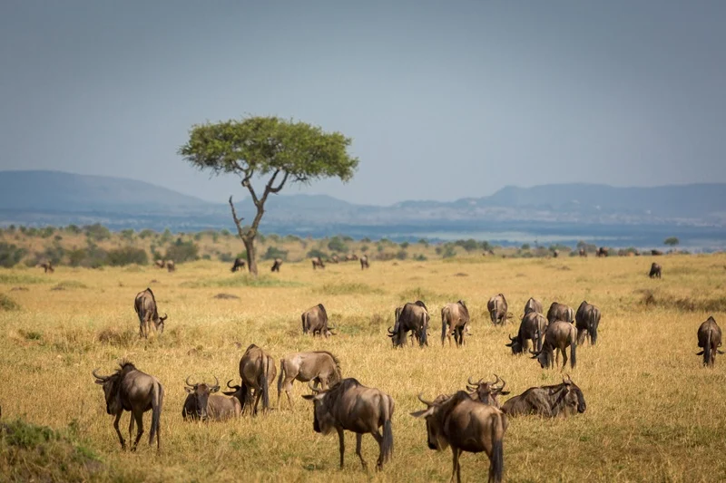 Wildebeest grazing below a lone acacia in the dry season, the best time to visit Tanzania