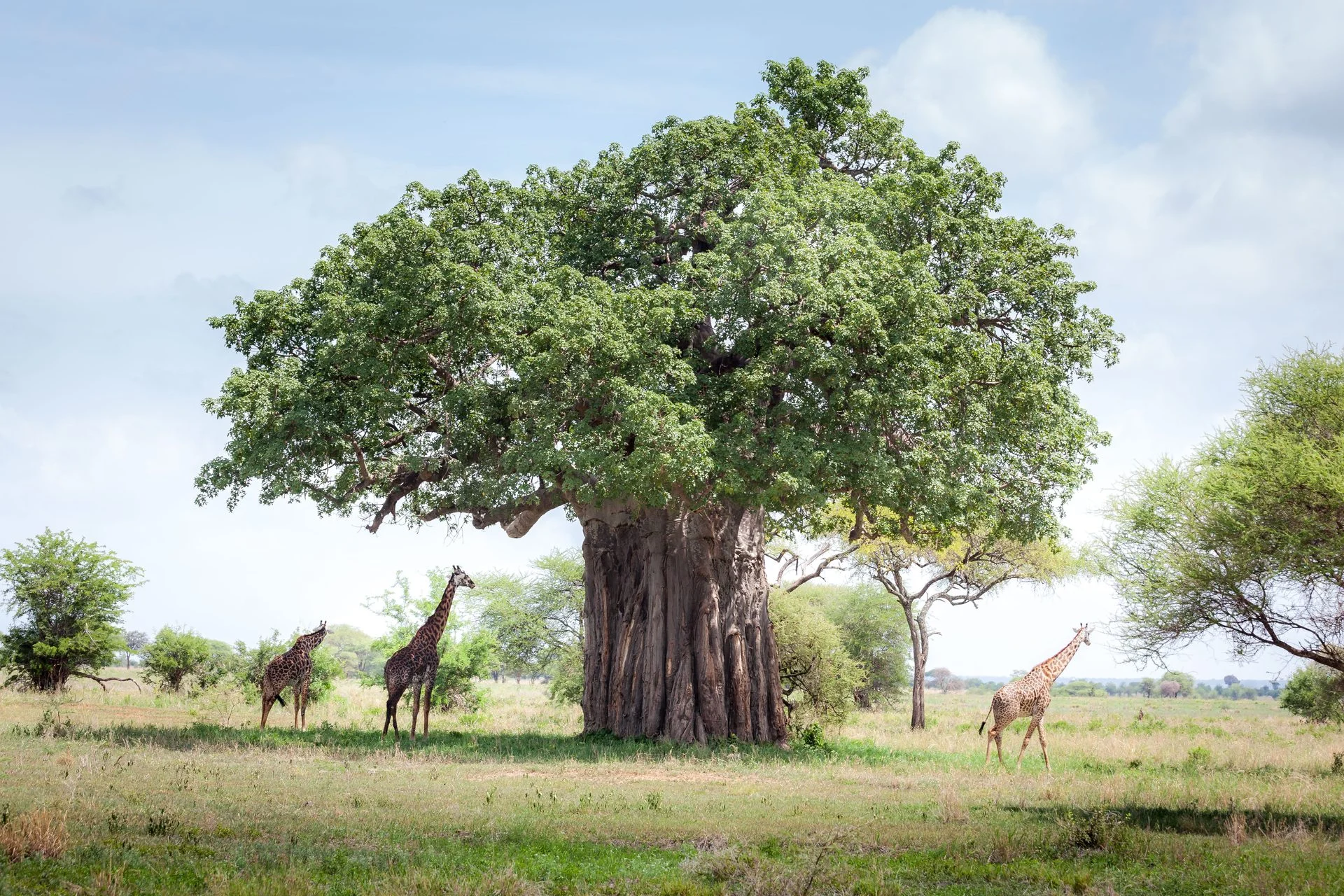 Giraffes beside a baobab in full leaf in Tarangire, the green end of the best time to visit Tarangire calendar