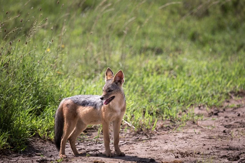 Black-backed jackal on a quiet track beside green grass in the Serengeti