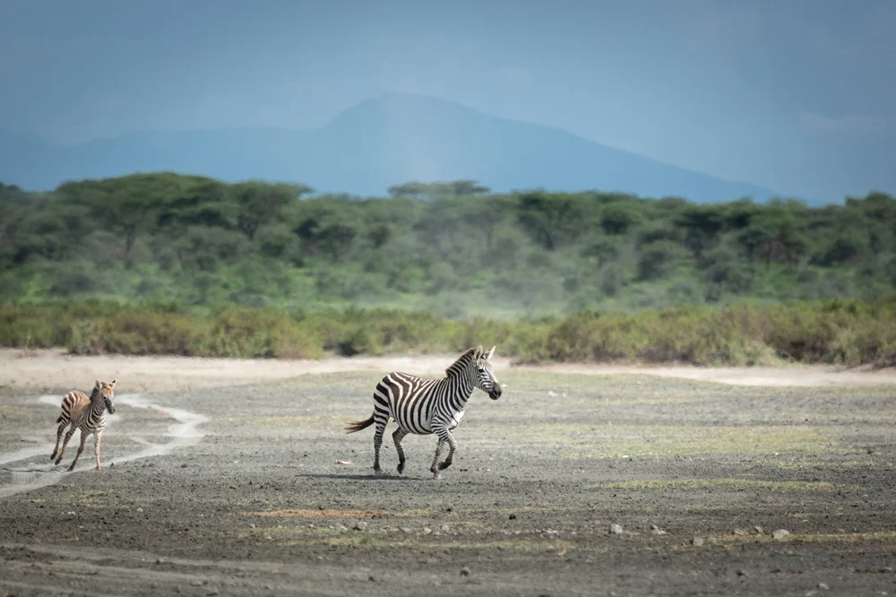 Zebra mare and foal running across the plains with hazy mountains behind