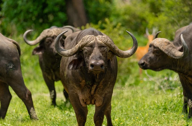 Cape buffalo herd in green grass after the rains in Tarangire