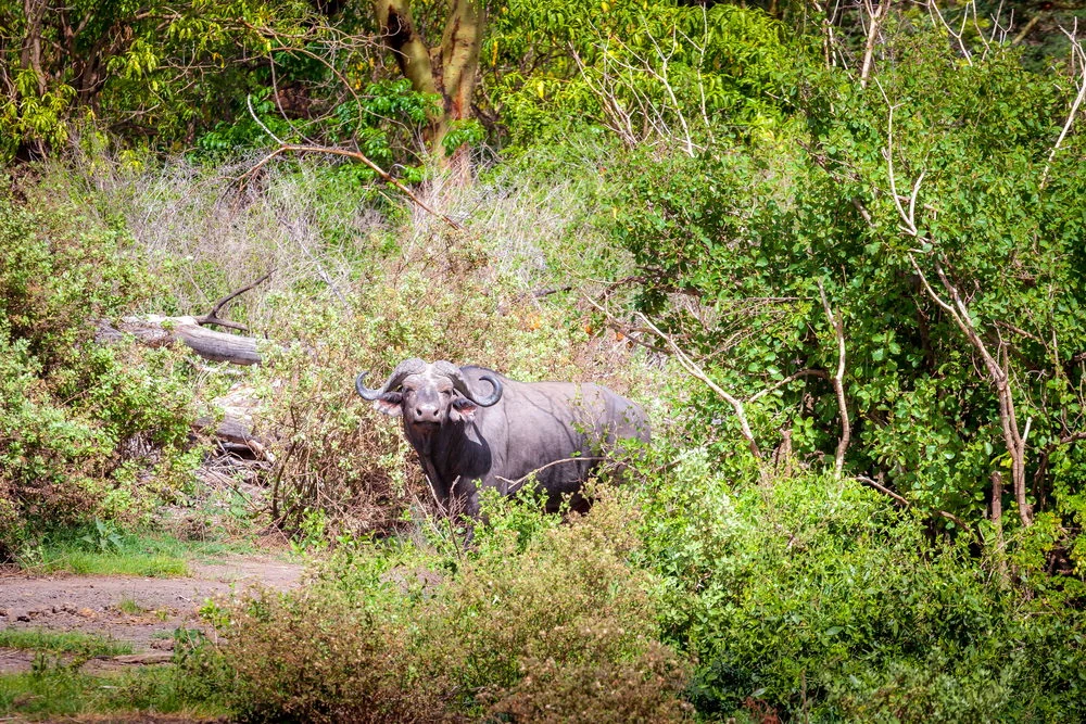 Cape buffalo standing in thick bush