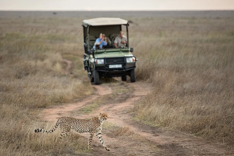Cheetah crossing the track in front of a safari vehicle in the dry season