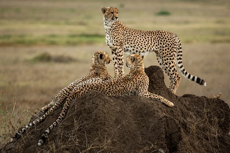 Cheetah and two cubs on a termite mound in the eastern Serengeti