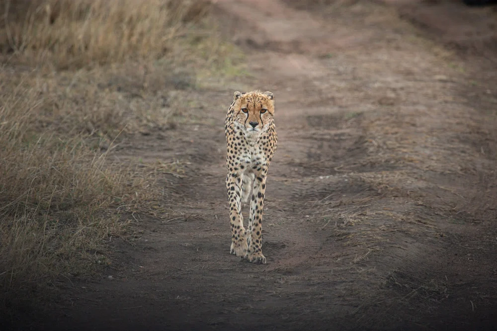 A cheetah walking across short grass in the Serengeti