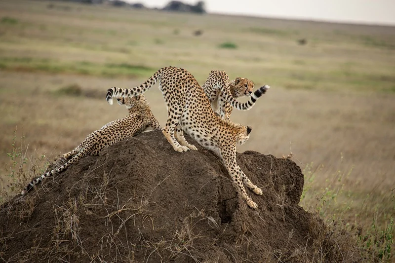 Three cheetahs stretching on a termite mound in the eastern Serengeti