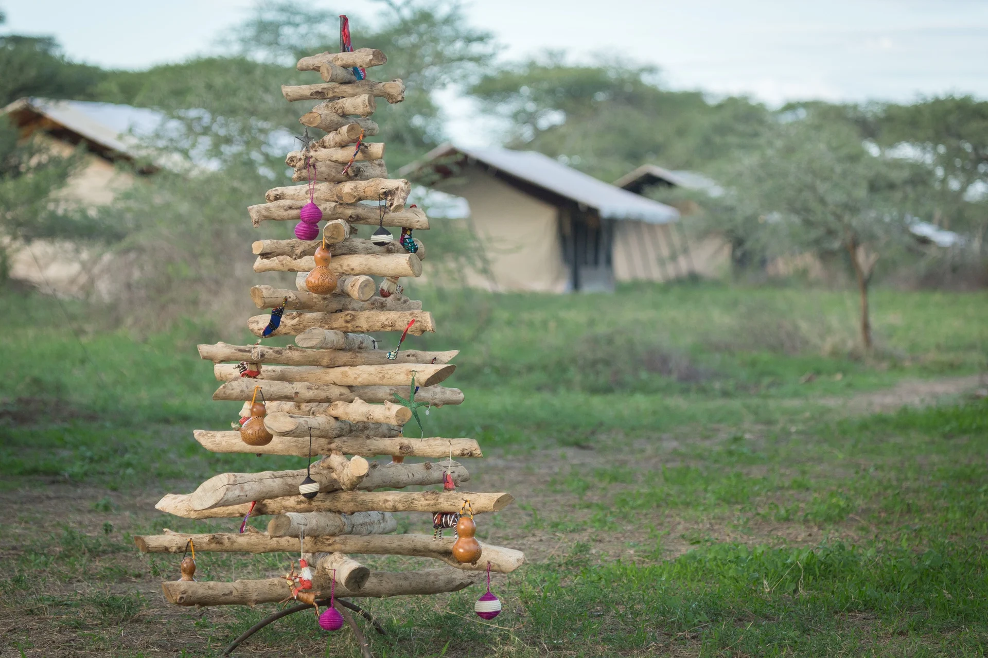 The old driftwood tree on the plains near Gnu Ndutu Camp in December