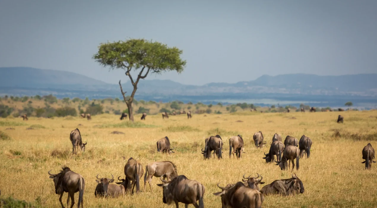 GnuMigrationMara2024LD-10