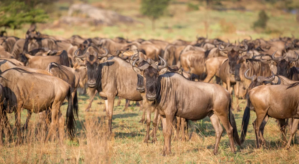 GnuMigrationMara2024LD-25