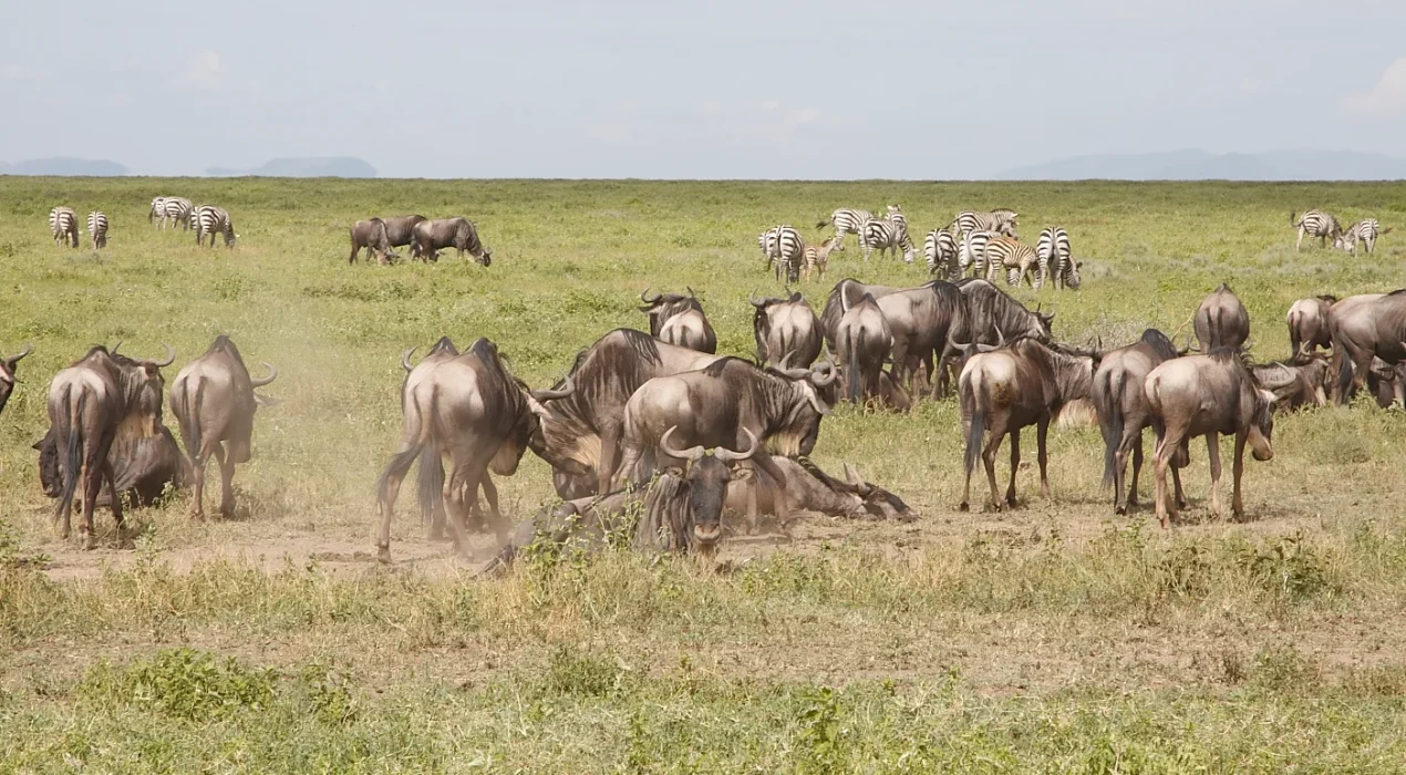 Great migration in Southern Serengeti's Ndutu