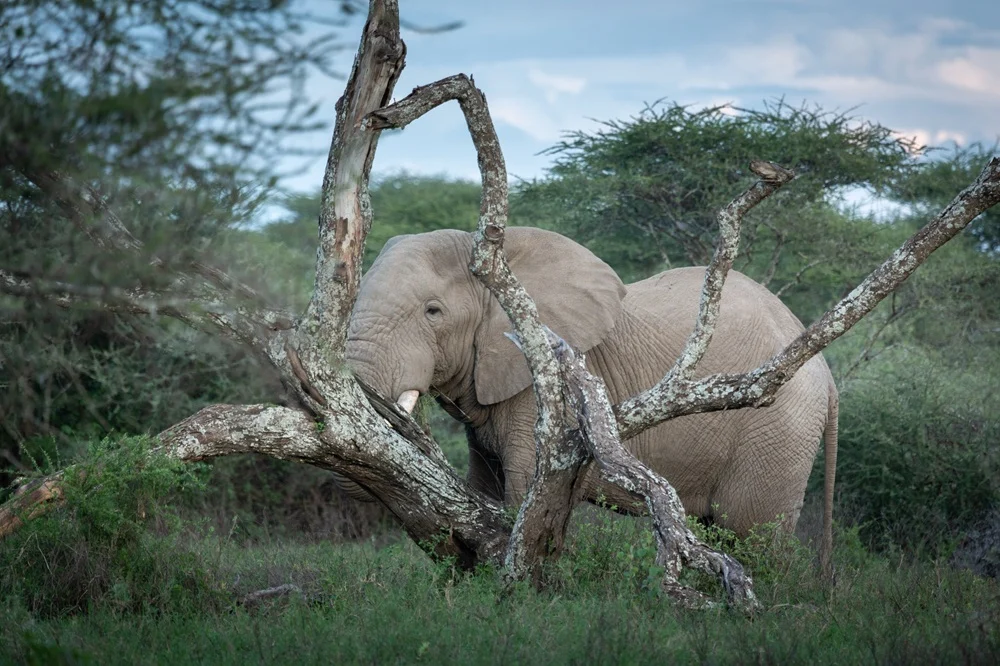 Elephant bull framed by the bare branches of a fallen acacia in thick green bush