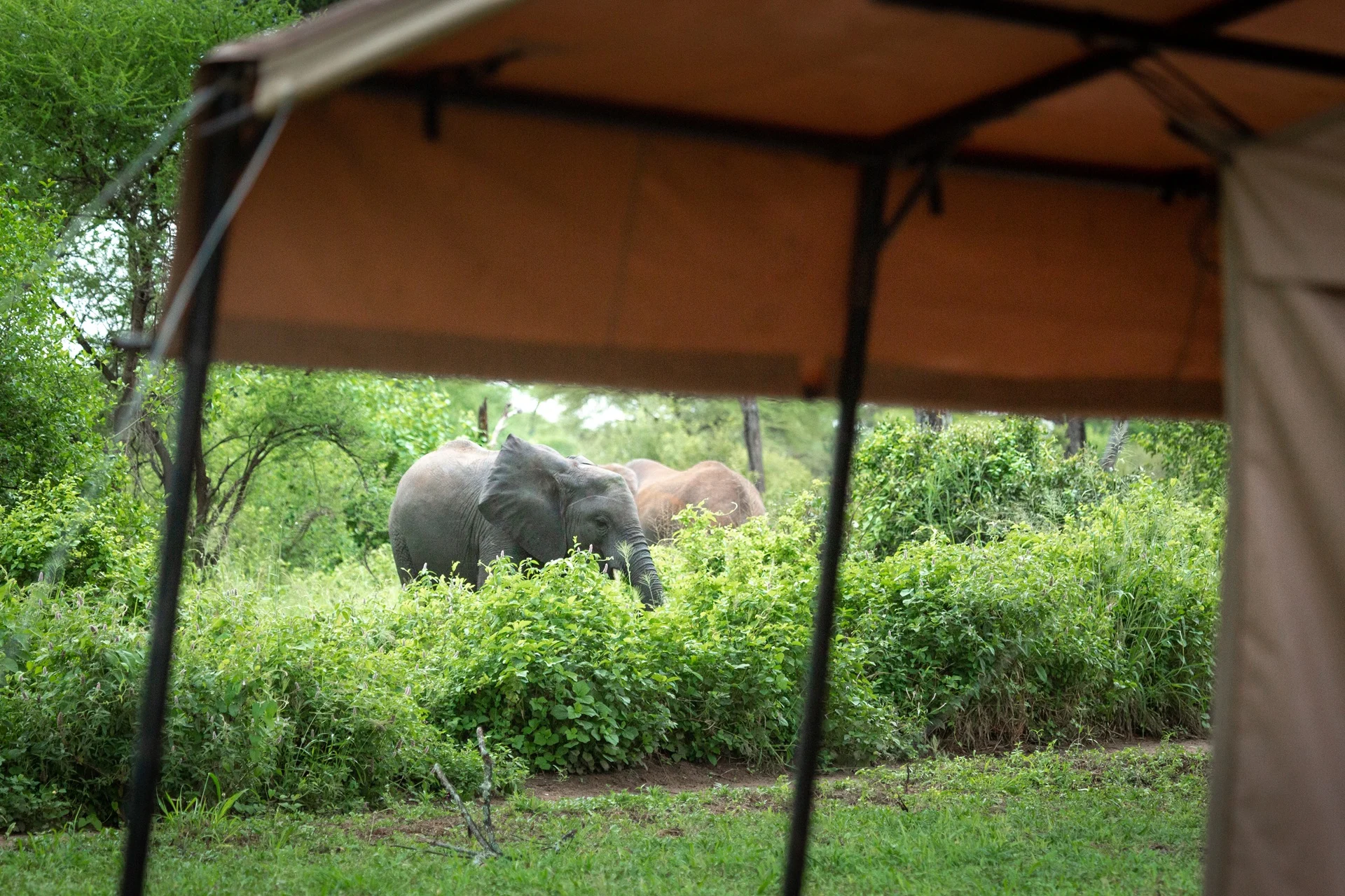 Elephant seen from the lounge tent