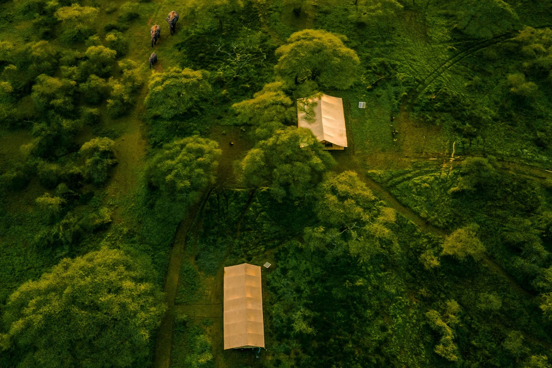 Elephants walking past the guest tents at Gnu Ndutu Camp